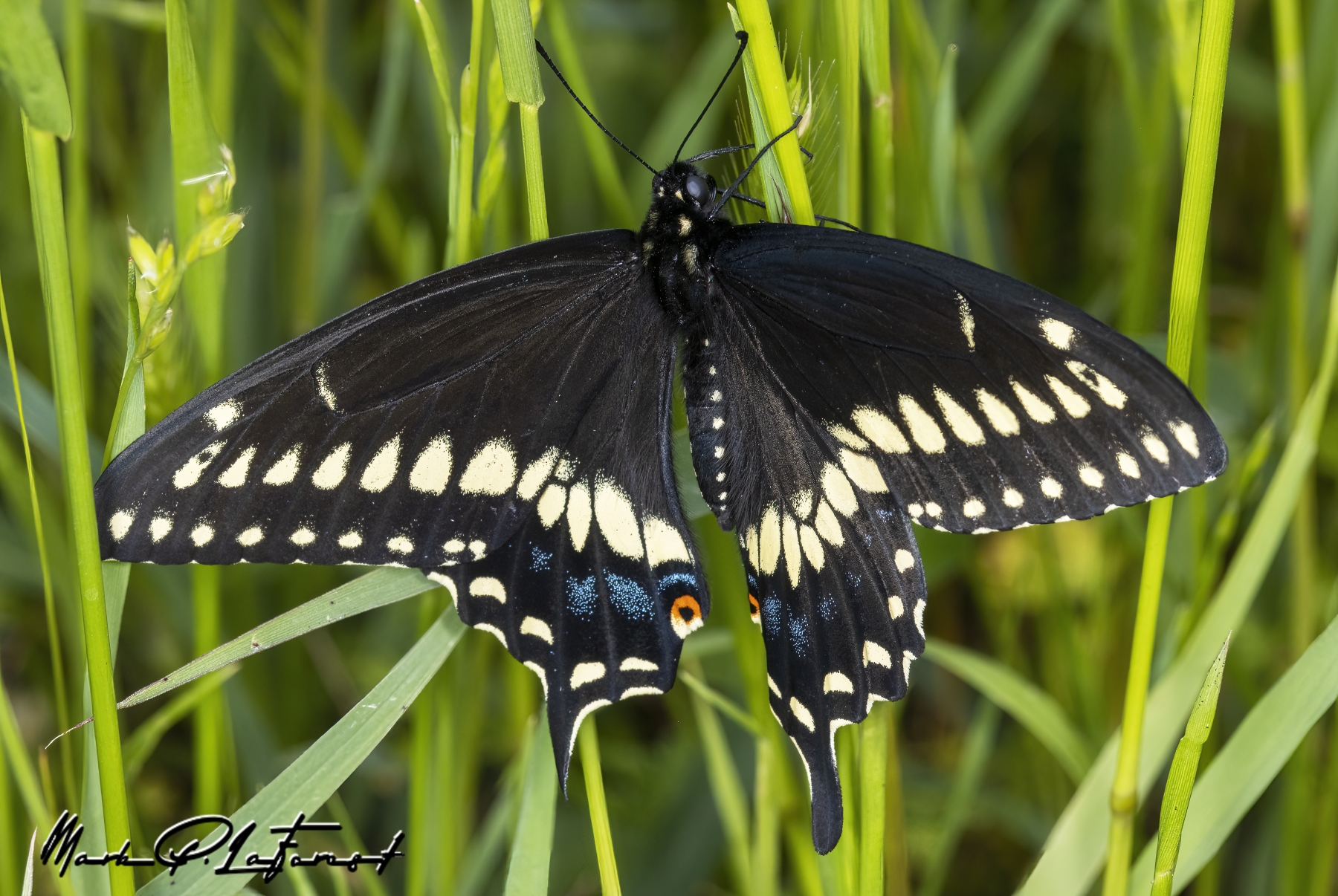 /gallery/north_america/USA/Texas/austin/Black Swallowtail Butterfly April 2023-003_med.jpg